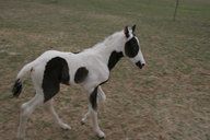 Jill’s_Colt.jpg