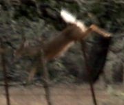 Deer_Leaping_Fence.jpg